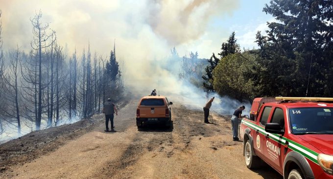 İzmir Buca’da orman yangını