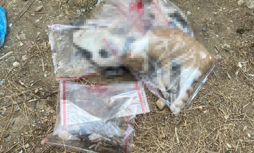 Manisa’da hayvan katliamı: Zehirlendikleri öne sürülen 15 kedi ile bir köpek ölü bulundu!