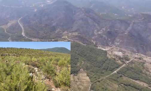 İzmir’de beş yıl önce bin 200 hektar ormanın yandığı alan yeşillendi