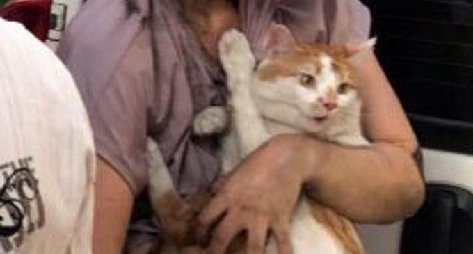 İzmir’de korkutan yangın: Alevler arasında kalan yatalak hasta ile kedi kurtarıldı