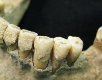 Gürcistan’da 1,8 milyon yıllık diş bulundu