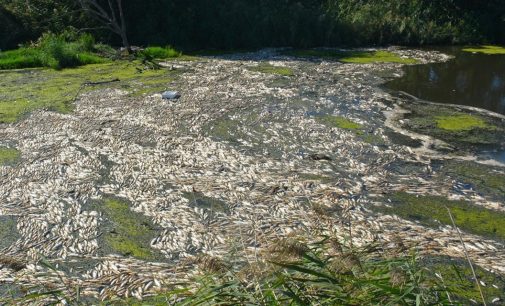 Bakırçay’da çevre faciası: Sulamada kullanılan nehrin üzeri ölü balıkla kaplandı