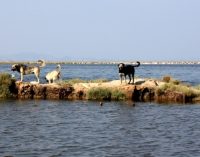 Körfez’in simgesi tehlikede: İzmir’in Kuş Cenneti’nde köpek istilası…