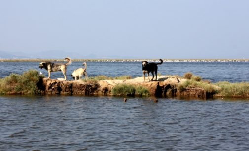 Körfez’in simgesi tehlikede: İzmir’in Kuş Cenneti’nde köpek istilası…