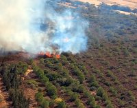 İzmir’de makilikte çıkan yangın ormana da sıçradı