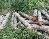 “Maltepe’de özel tesis yapılması için yüzlerce ağaç kesildi” iddiası
