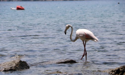 Phaselis Antik Kenti’nde flamingo sürprizi