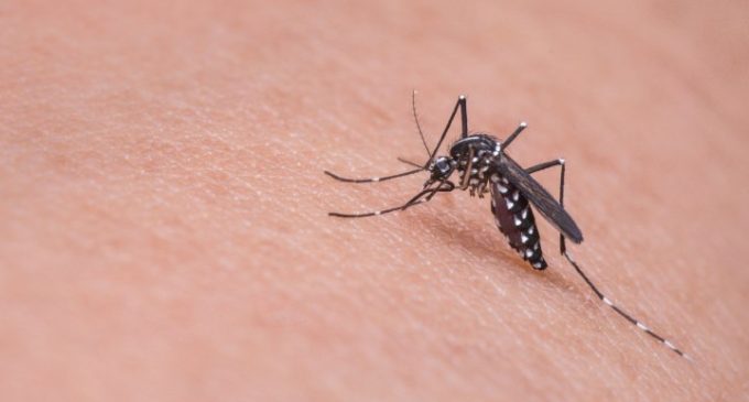 Prof. Kadıoğlu: Sivrisineklerde artış var