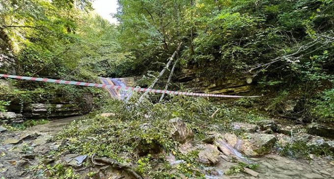 Sinop’ta üzerine ağaç devrilen iki kişi hayatını kaybetti
