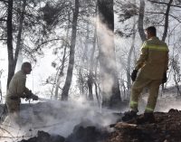İzmir’de tütsü yapan arıcı ormanı yaktı: Yasal işlem başlatıldı