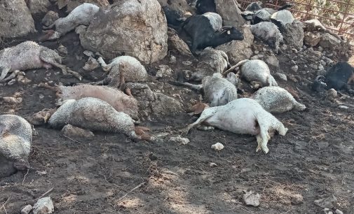 Yıldırım düşen ağılda 38 koyun öldü