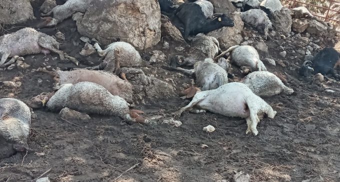 Yıldırım düşen ağılda 38 koyun öldü