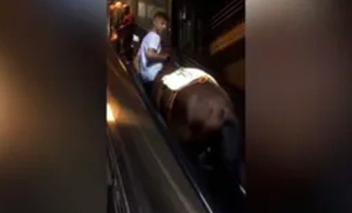 Görüntüler İzmir’den: Metro istasyonundaki yürüyen merdivenlerden çıkan at viral oldu