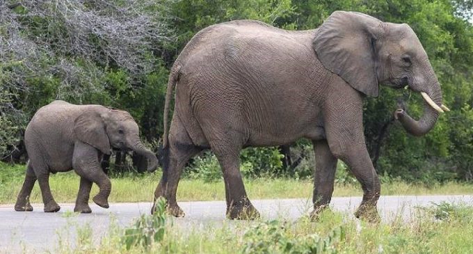 40 yılın en büyük kuraklığı: 109 fil hayatını kaybetti
