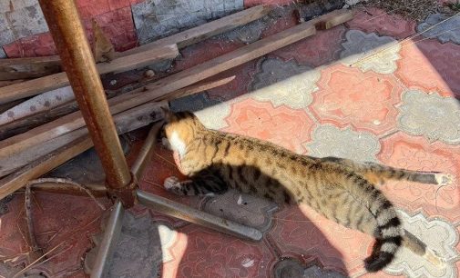 Mersin’de “kedi ve köpeklerin zehirlendiği” iddiasına inceleme: Bir gözaltı