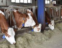 Et ve süt üreticileri bugün grev yapacak: Sanayiciye ürün yok!