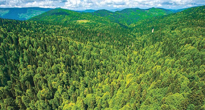 Sinop’ta 3.5 milyon metrekarelik alan orman sınırlarından çıkartıldı: Talan hazırlığı mı?