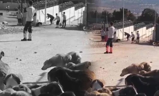 Konya’da köpeğin kürekle öldürülmesine ilişkin haberlere erişim engeli