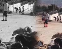 Bakan Kirişçi’den Konya’daki köpek katliamıyla ilgili açıklama