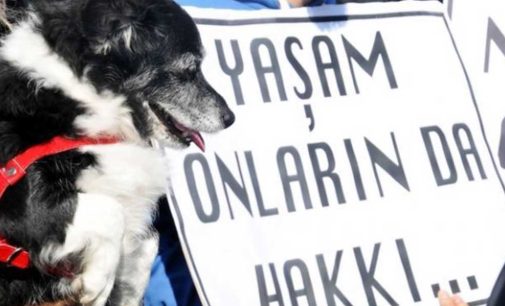 AKP’li Ümraniye Belediyesi’nin eski hayvan barınağı çalışanı: Hayvanlar günlerce acı çekiyor