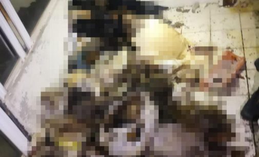 Marmaris’te “hayvan” dehşeti: Çok sayıda kedi ve köpek ölüsü bulundu