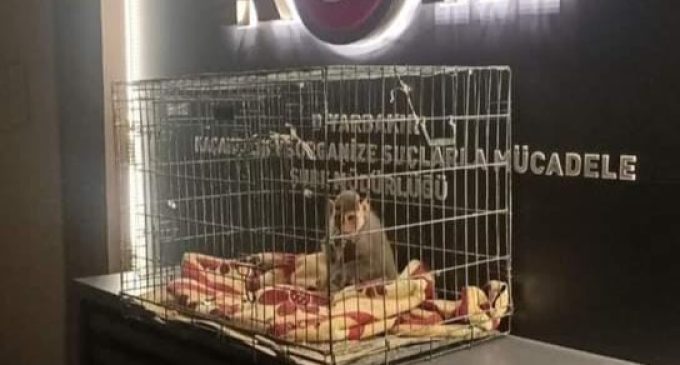 Diyarbakır’da “makak maymunu” kovalamacası: Hayvanat bahçesinden kaçırıp sokakta gezdirdi