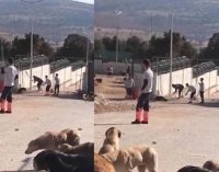 Konya’daki hayvan katliamı olayında istenen cezalar belli oldu