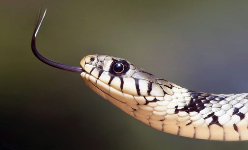 Google’da en çok aratılan rüyalar belli oldu: Türkler en çok “yılan” görüyor
