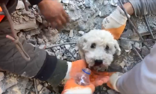 İskenderun’da enkaz altından bir köpek kurtarıldı. İşte o anlar