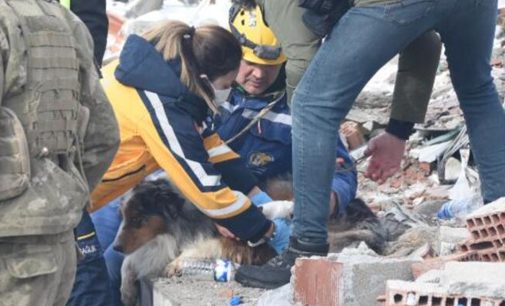Fransız ekibin çalışmalarda yaralanan köpeği Leader’a sağlıkçı şefkati
