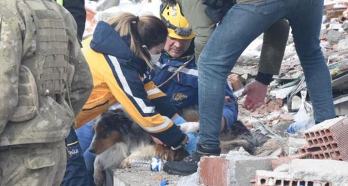 Fransız ekibin çalışmalarda yaralanan köpeği Leader’a sağlıkçı şefkati