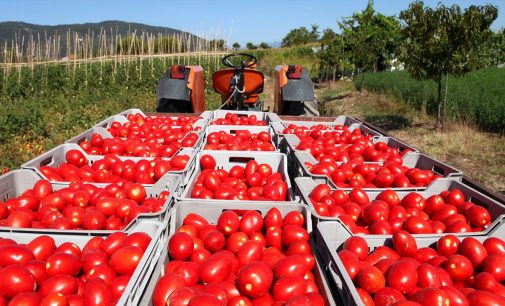 Tarım ve Orman Bakanlığı, domates ihracatının kısıtlanmasına yönelik kararı kaldırdı