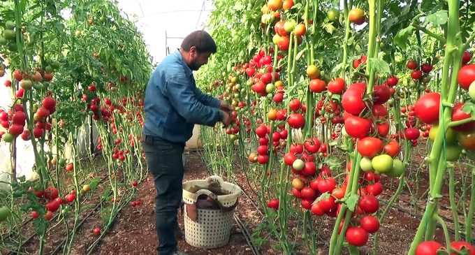 İhracatçılar Meclisi’nden domates ihracatı kısıtlamasına tepki: Karanın gözden geçirilmesini bekliyoruz