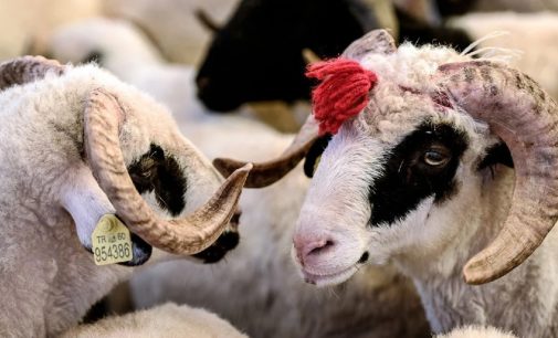 Hayvan pazarlarında satılamayan kurbanlıklar Et ve Süt Kurumu tarafından satın alınacak