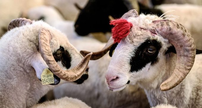 Hayvan pazarlarında satılamayan kurbanlıklar Et ve Süt Kurumu tarafından satın alınacak