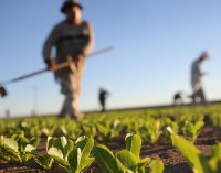 TÜİK hesabına göre tarımda 12 aylık ortalama artış; yüzde 120,64